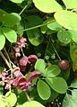 Akebia quinata leaves and flowers