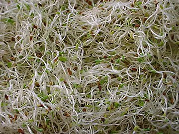 Close up of alfalfa sprouts