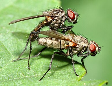 Root-maggot flies during mating at Anthomyiidae, by André Karwath