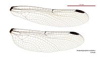 Female wings