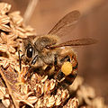 மேற்குலகத்தேனீ . Apis mellifera