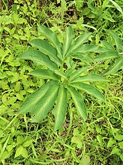 葉は1個で、小葉は17-21個が鳥足状につく。