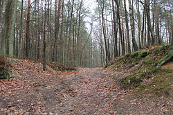 Będzelin forest