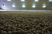 un stockage de pommes de terre en Belgique