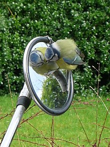 Mésange se regardant dans un rétroviseur.