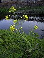 2005年4月4日 (月) 04:34時点における版のサムネイル