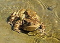 Obična krastača (Bufo bufo)