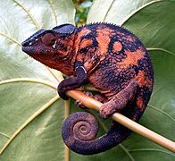 Femelle dans un jardin créole