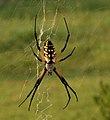 Argiope aurantia