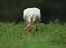 Photo d'une cigogne