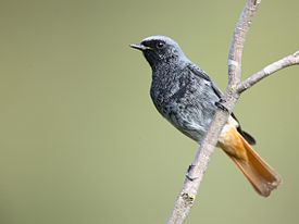 Самец подвида P. o. gibraltariensis