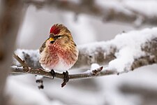 Kenai National Wildlife Refuge, Alaska