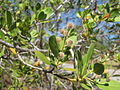 Mangle blanco (Conocarpus erectus)