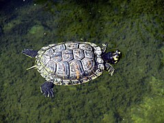 Description de l'image Cooter di fiume (Pseudemys concinna) M.jpg.