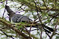 White-bellied Go-away-bird