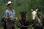 Trois chevaux et un vaquero à Cuba, en 2005.