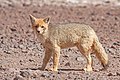 Renard de Magellan (Lycalopex culpaeus)