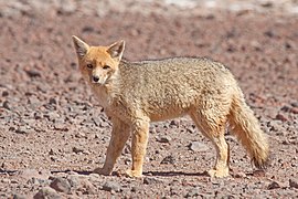 Andean fox