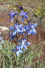 Delphinium parishii