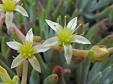 subg. Stylophyllum — The flowers of Dudleya edulis