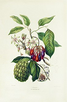 Annonaceae