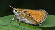 Adult, ventral view of wings.