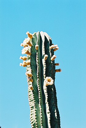 Pachycereus pringlei