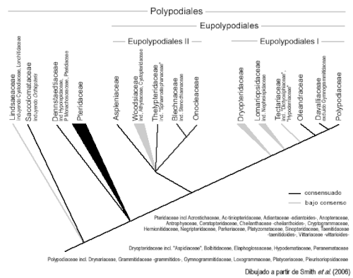 Cladograma de polypodiales según Smith et al. (2006).