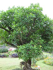 Un laurier indonésien, au jardin botanique de la reine Sirikit, en Thaïlande.