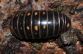 Glomeris pustulata ist in Deutschland seltener zu finden und erkennbar an den zwei Reihen orange-roter Flecken.