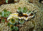 Nudibranch Glossodoris atromarginata at Verde Island, Philippines.