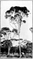 mature tree, circa 1920