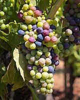 Zinfandel grapes during veraison