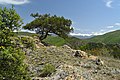 Juniperus excelsa specimen in Tisata reserve in southwestern Bulgaria