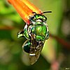 Green orchid bee collecting nectar