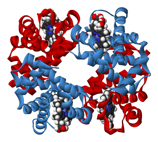 Représentation générique d'une molécule d'hémoglobine, montrant les quatre sous unités, identiques deux à deux, avec chacune une molécule d'hème insérée dans des cavités à l'intérieur des sous-unités.