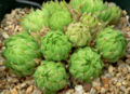 Haworthia cymbiformis