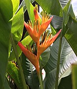 Heliconia psittacorum (opuhi tarere).