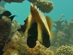 Un poisson cocher fantôme (Heniochus pleurotaenia)