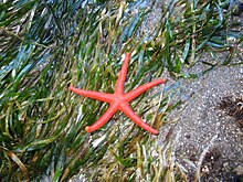 Sea star in sea grass