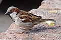 Le moineau domestique, un exemple d’oiseau.