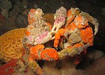This decorator crab has covered its body with sponges.