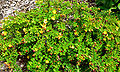 Hypericum uralum