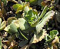 Penwiper plant Kalanchoe marmorata