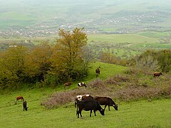 Fields near Karmir Shuka