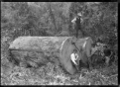 2018年5月2日 (水) 02:40時点における版のサムネイル