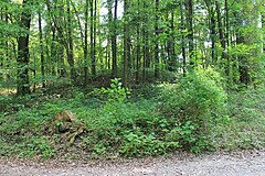 Das Hügelgrab nordwestlich des Ringwalls auf dem Großen Kordigast (Frühjahr 2012)