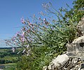 Laitue vivace (Lactuca perennis).