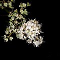 Henna flowers- night view