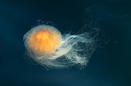 Lion's mane jellyfish, contracting, by W.carter